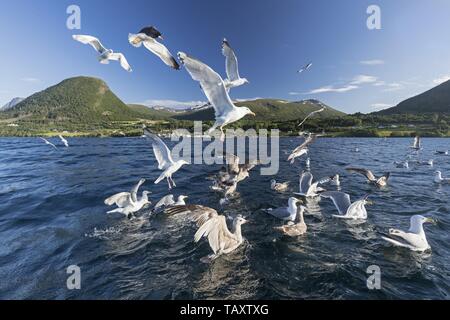 European herring gulls Stock Photo