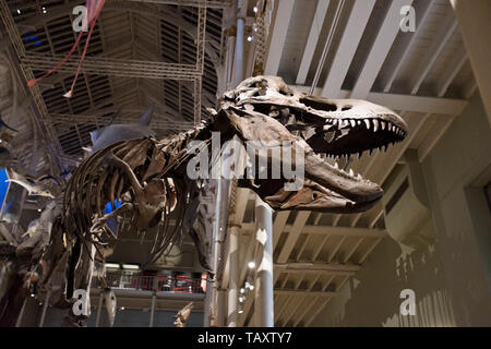 dh National museum of Scotland CHAMBER STREET EDINBURGH Scottish museums dinosaur fossil skeleton tyrannosaurus t rex dinosaurus Stock Photo