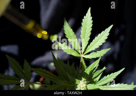 Female cannabis plant with CBD cannabis oil dropper containing medicinal grade marijuana - classic cannabis leaf Stock Photo