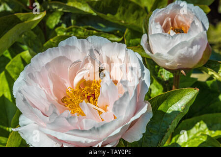 Peonies in Bloom in the Field in the Netherlands Stock Photo