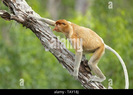 Proboscis monkey (Nasalis larvatus) or long-nosed monkey, known as the bekantan in Indonesia. Taken in Borneo Stock Photo