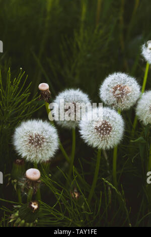 Dandelion seed heads on a dark green bokeh background. Stock Photo