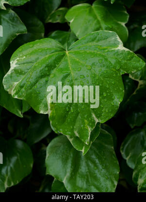 Raindrops on Ivy Stock Photo