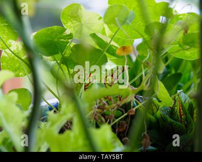 Edible plants, Nasturtium leaves and red veined Sorrel in an Australian kitchen garden, great in salad Stock Photo