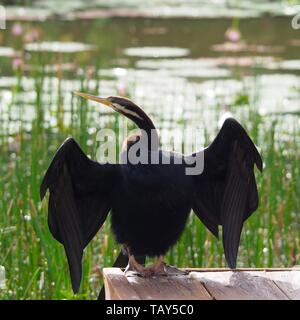 Twisting by the pool! Australasian Darter Bird with it's snake-like neck twisted around, wings spread Drying out in the sun by the lake Stock Photo