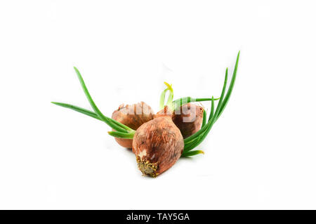 Green seedling spring onion or bud of shallot growing for planting isolated on white background - Allium ascalonicum Stock Photo