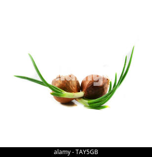 Green seedling spring onion or bud of shallot growing for planting isolated on white background - Allium ascalonicum Stock Photo