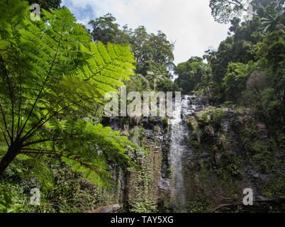 Spring In Qld Landscape of a rainforest in spring, Lamington National Park ...