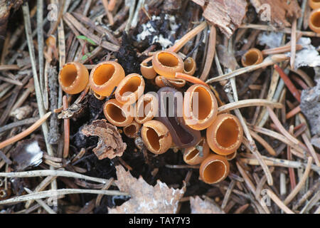 Geopyxis carbonaria, known as the charcoal loving elf-cup, dwarf acorn cup, stalked bonfire cup, or pixie cup Stock Photo