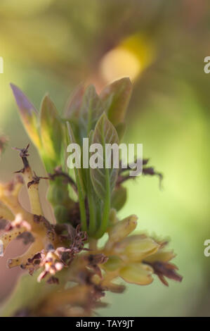 Close-up of some buds of new leaves and some buds on a branch of an avocado tree in spring Stock Photo