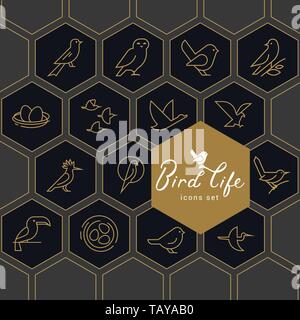 Vector icon set of icons inscribed in honeycombs on the theme of the wild life of birds. Early birds in a linear style on a dark background. Design co Stock Vector