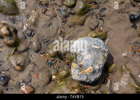 Looking down at rock pools in Worthing, West Sussex Stock Photo