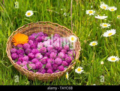 Red clover harvest in a wicker basket in grass, with focus on the white daisies Stock Photo