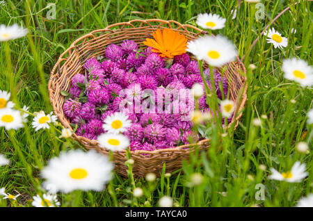 Red clover and calendula harvest in a wicker basket in grass, viewed from above Stock Photo