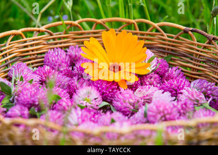 Red clover and calendula harvest in a wicker basket in grass, viewed from above Stock Photo