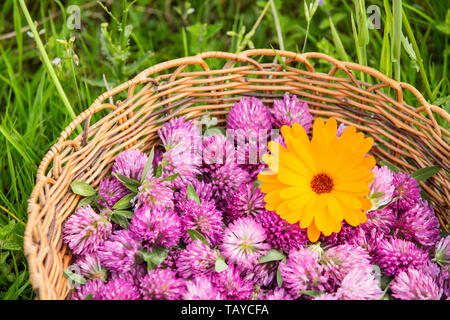 Red clover and calendula harvest in a wicker basket in grass, viewed from above Stock Photo