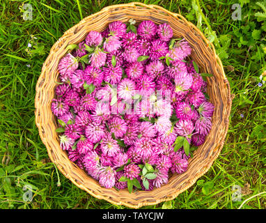 Red clover harvest in a wicker basket in grass, viewed from above Stock Photo