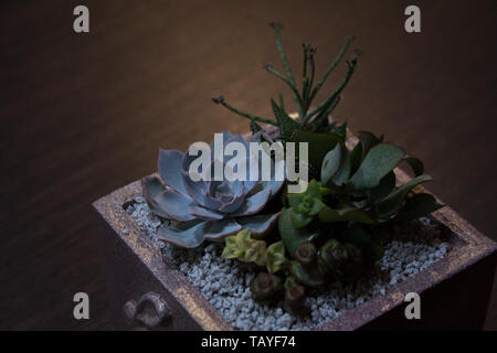 Echeveria, kalanchoe and crassula succulent plants composition in square concrete container on dark wooden background Stock Photo
