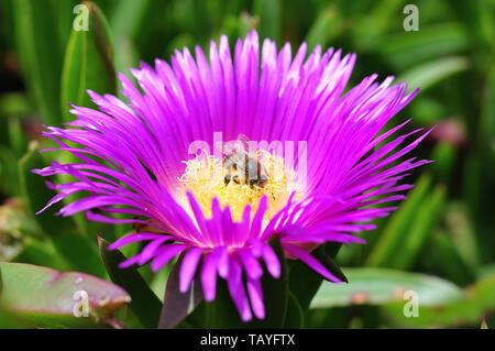 close-up of pink flower of an ice plant with honey bee on stamens covered with pollen Stock Photo