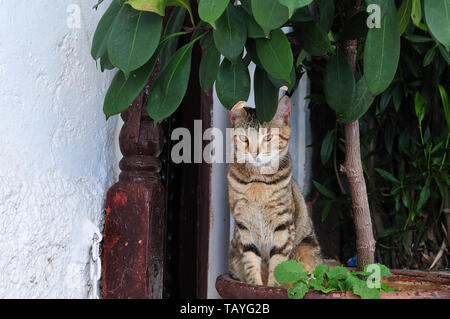 tabby cat posing in plant pot beside old door Stock Photo