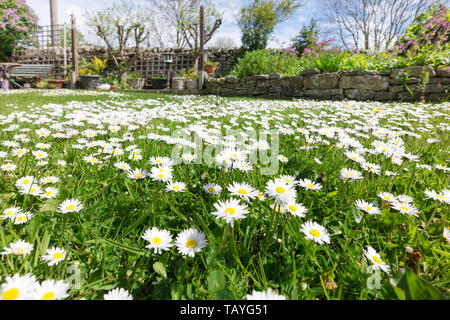 A Garden Lawn Covered in Lawn Daisies (Bellis perennis) Stock Photo