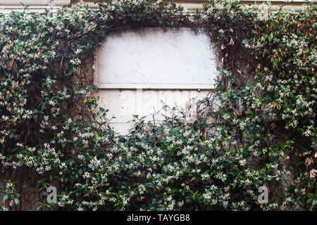 front view closeup of white rectangular blank marble signboard on white building wall covered in leaves and white flowers Stock Photo