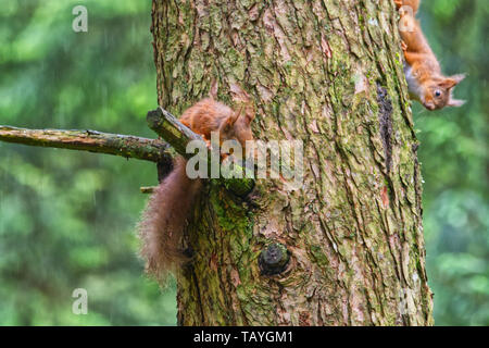 Red Squirrel Stock Photo