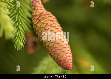 Young red spruce pine cone on the green branches with green background Stock Photo