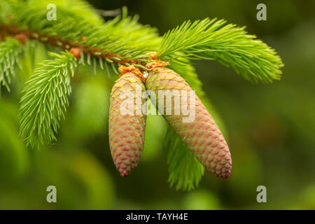 Young red spruce pine cone on the green branches with green background Stock Photo