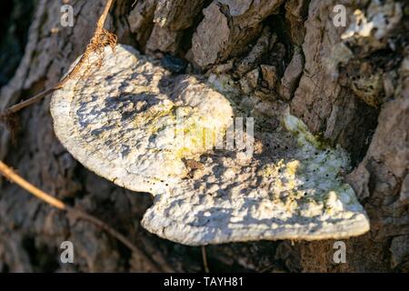 Closeup of mushrooms growing on the bark of an old rotting tree trunk Stock Photo