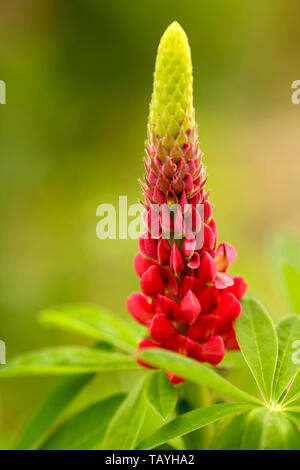 Beautiful lupine red wild with pink purple and blue flowers, close up with blurred background Stock Photo