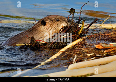 An adult beaver 'Castor canadensis', carrying a load of mud and branches up on to the shore to make a scent mound Stock Photo