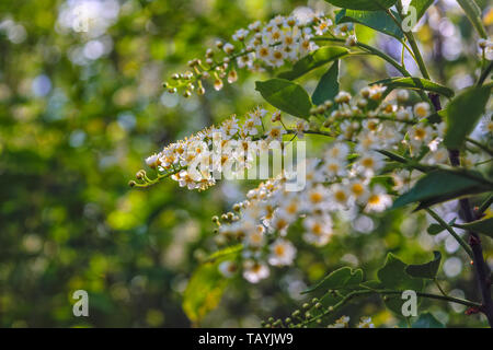 Blossoming branch of a bird cherry blossomed on blurred background. Stock Photo