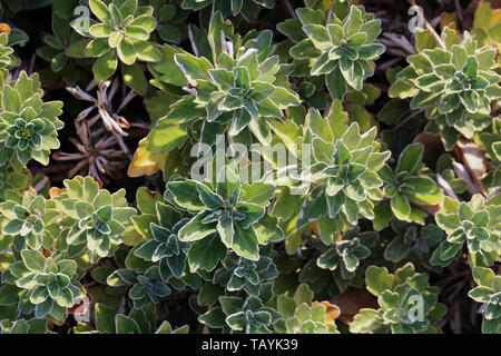 Surface of multiple beautiful green cacti plants photographed during a sunny spring day in Funchal, Madeira. Some the cactus plants are having fruits. Stock Photo