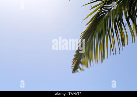 Palm tree branches and blue sky from below. Photographed in a paradise island called Madeira. In this photo you can see multiple palm leaves.