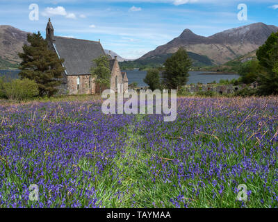 Bluebell fields at St John's Episcopal Church, Ballachulish in the Scottish Highlands Stock Photo