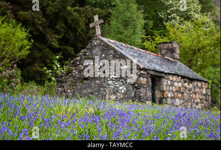 Bluebell fields at St John's Episcopal Church, Ballachulish in the Scottish Highlands Stock Photo