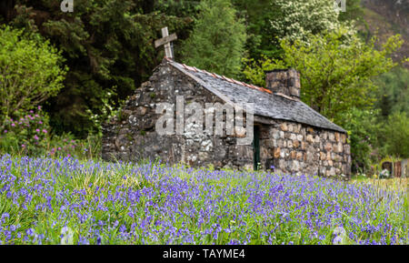 Bluebell fields at St John's Episcopal Church, Ballachulish in the Scottish Highlands Stock Photo