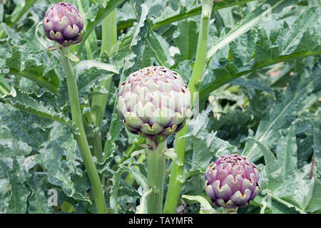 Globe artichokes in a vegetable garden, with purple flowers, green lush foliage . Stock Photo