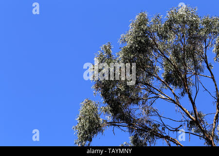 Beautiful tree branches and leaves in the island of Madeira, Portugal. This is very simple photo with clear blue sky and trees photographed from below Stock Photo