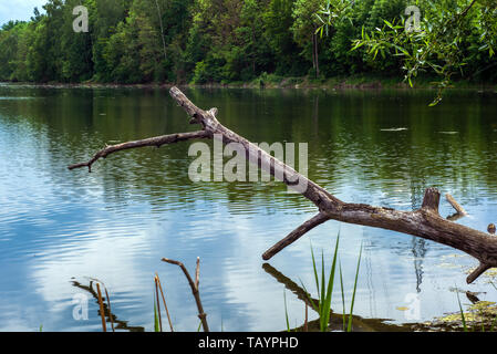 Concept nature : The tree trunk Stock Photo