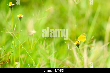 A yellow butterfly represents joy and creativity. ... A yellow butterfly flying around you brings happiness and prosperity. Stock Photo