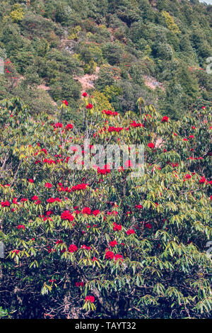 Flowering bushes, red inflorescences and leaves shining in oblique rays of sun - tree rhododendron (Rhododendron arboreum). Spring in Himalayas. Kullu Stock Photo