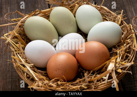 Fresh eggs of several chicken breeds Stock Photo