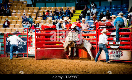 rodeo bull riding,extreme sporting event,cowboy arm in the air as he endeavors to ride large bull,coliseum,fort worth, stockyards,Texas,USA, Stock Photo