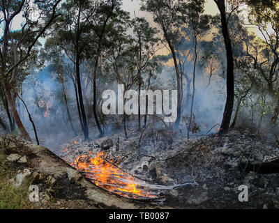 Organised Fire Service back burning to prevent bush fires in the mountains. Stock Photo