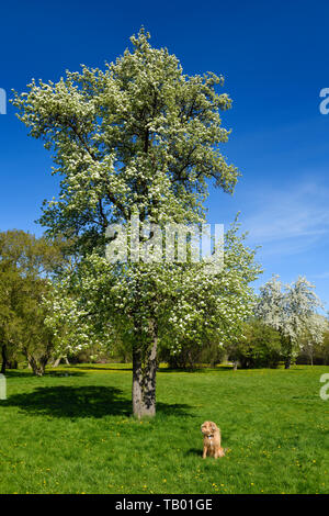 Golden bearded pet dog in Rowntree Mills Park Toronto in Spring with flowering Callery pear trees Stock Photo