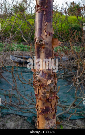 Paperbark maple (acer griseum) bark in botany, Poland. Stock Photo