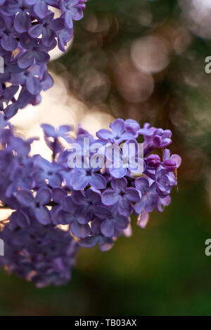 Lilac flowers at Sunset. Violet colors in Spring. Bokeh in background. Copy space Stock Photo