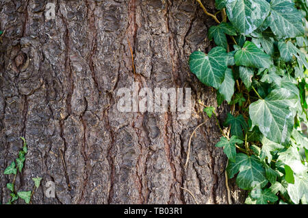 Macedonian pine (Pinus peuce) bark with green ivy. Closeup. Stock Photo
